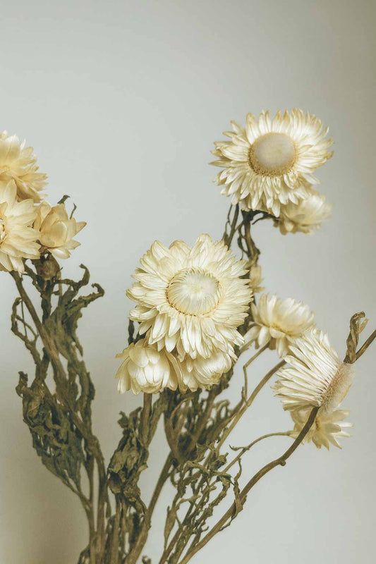 Dried-Helichrysum-Bunch-White-Colour