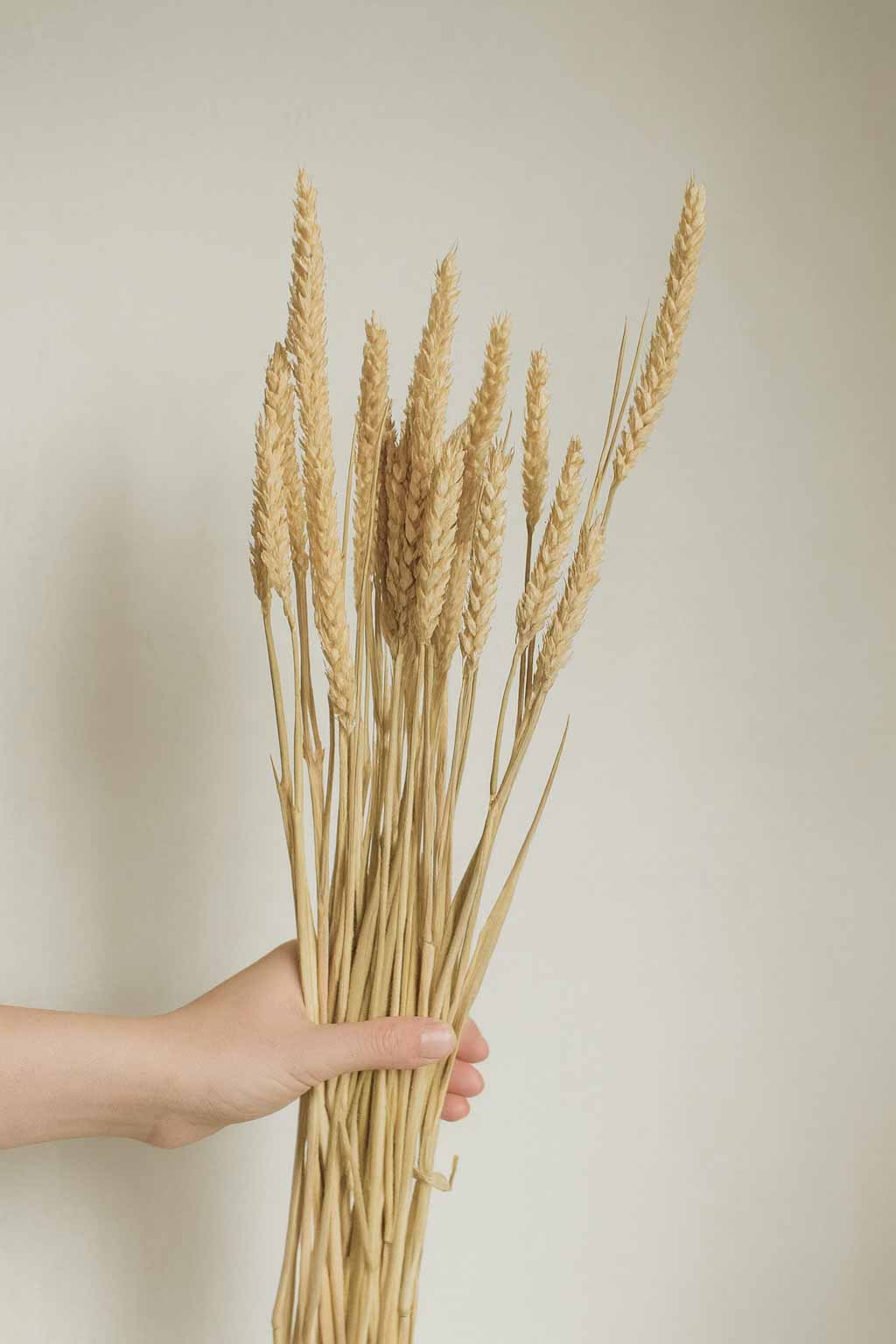 Dried-Tricitum-Wheat-Bunch-natural