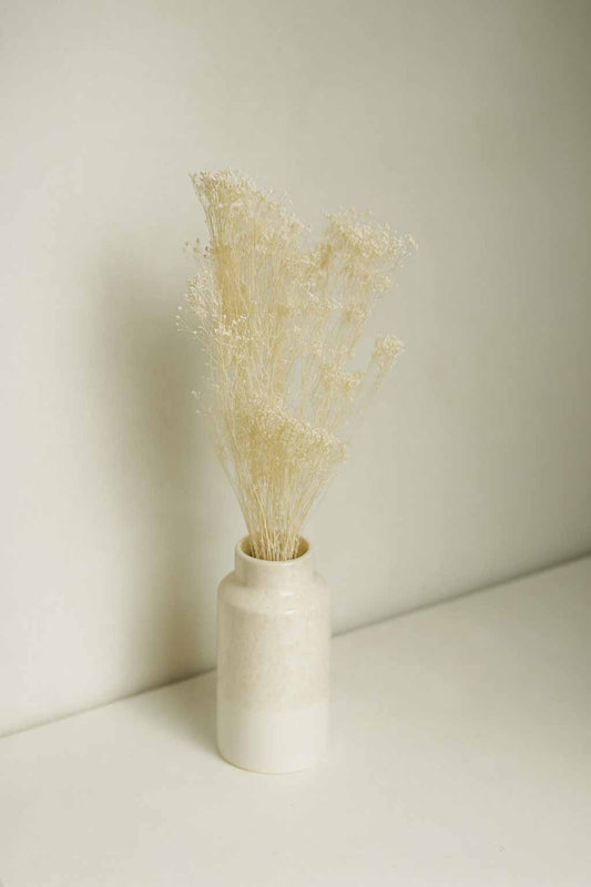 Dried-Broom-Bloom-Bunch-White-Colour