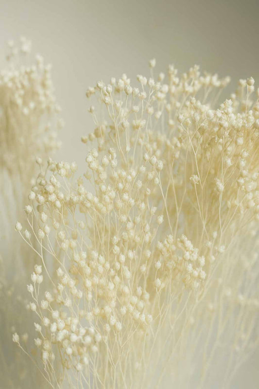 Dried-Broom-Bloom-Bunch-White-Colour