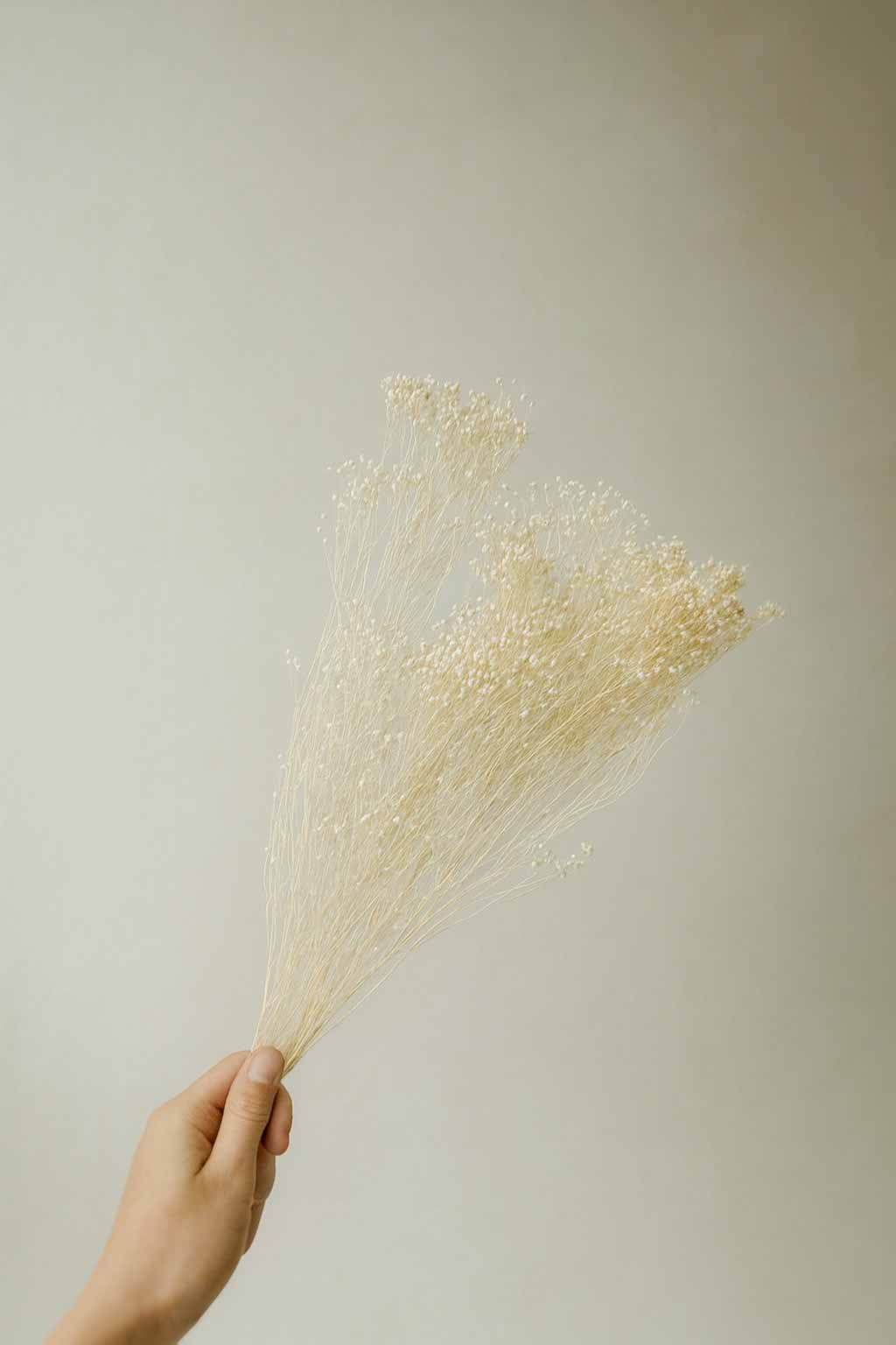 Dried-Broom-Bloom-Bunch-White-Colour
