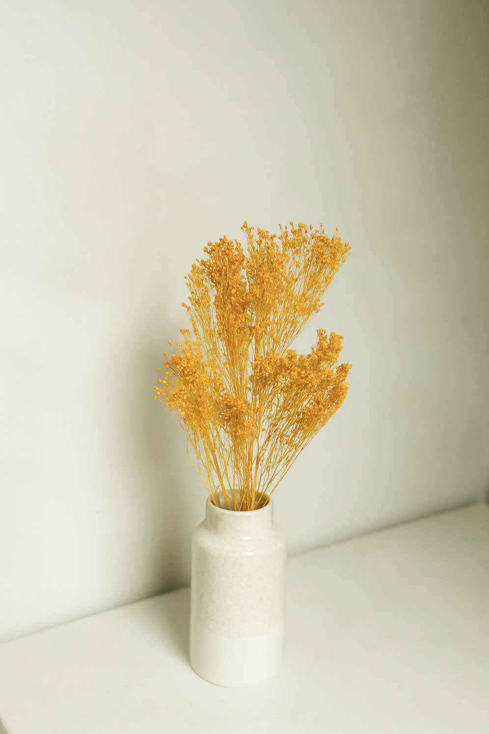 Dried-Broom-Bloom-Bunch-Yellow-Colour