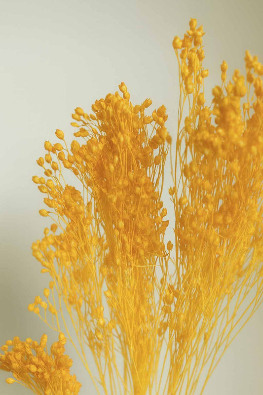 Dried-Broom-Bloom-Bunch-Yellow-Colour