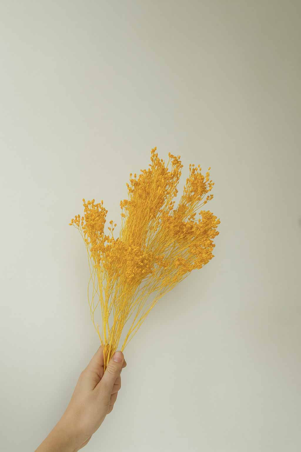 Dried-Broom-Bloom-Bunch-Yellow-Colour