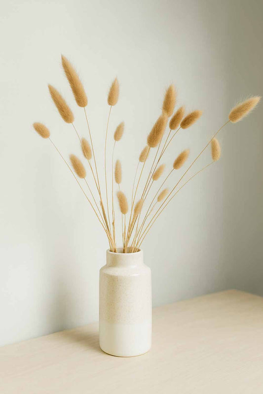 Dried-Bunny-Tails-Lagurus-Ovatus-Bunch-Natural-Colour