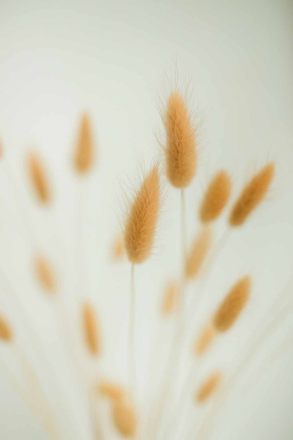Dried-Bunny-Tails-Lagurus-Ovatus-Bunch-Natural-Colour