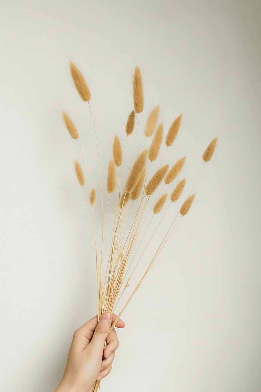 Dried-Bunny-Tails-Lagurus-Ovatus-Bunch-Natural-Colour