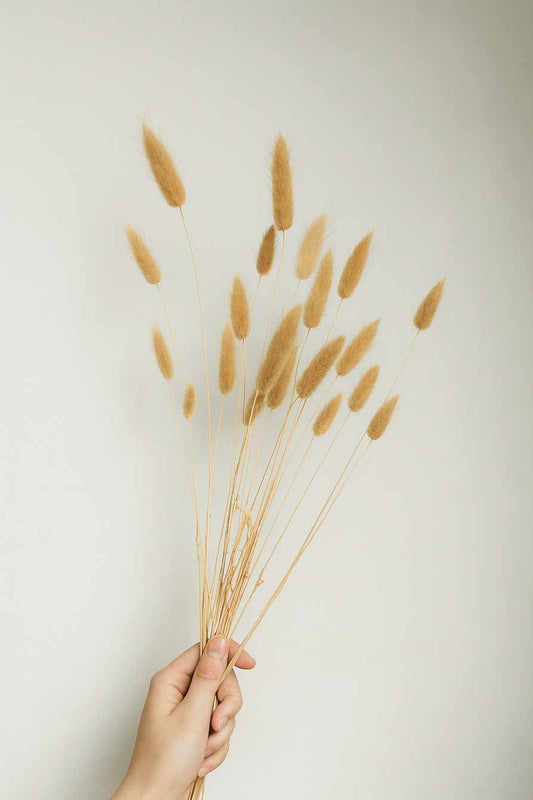 Dried-Bunny-Tails-Lagurus-Ovatus-Bunch-Natural-Colour
