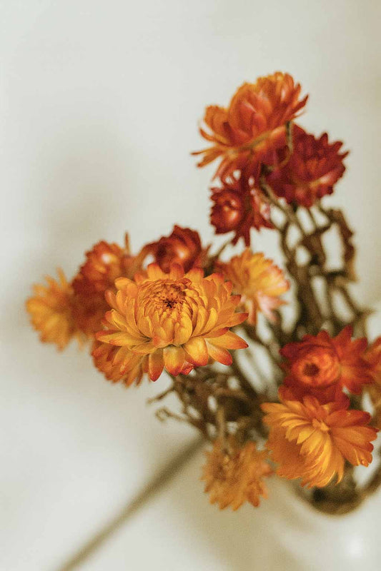 Dried-Helichrysum-Bunch-Orange-Colour