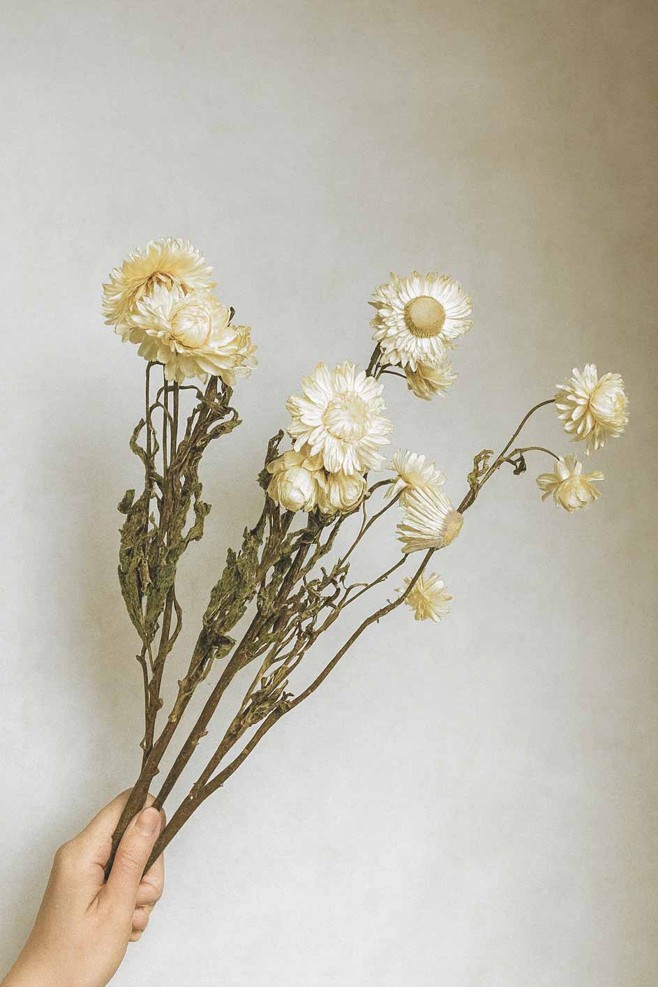 Dried-Helichrysum-Bunch-White-Colour