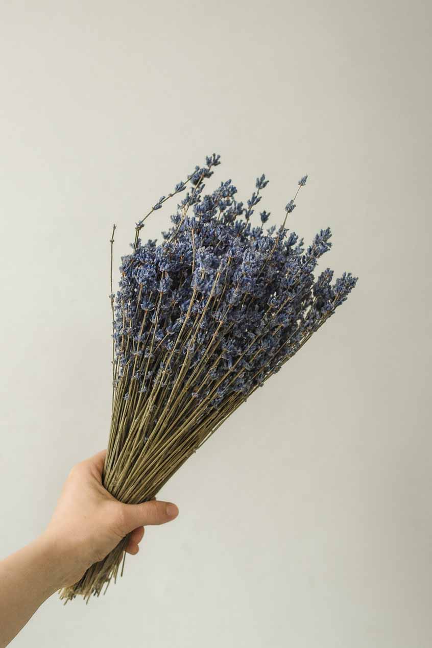 Dried-Lavender-Bunch