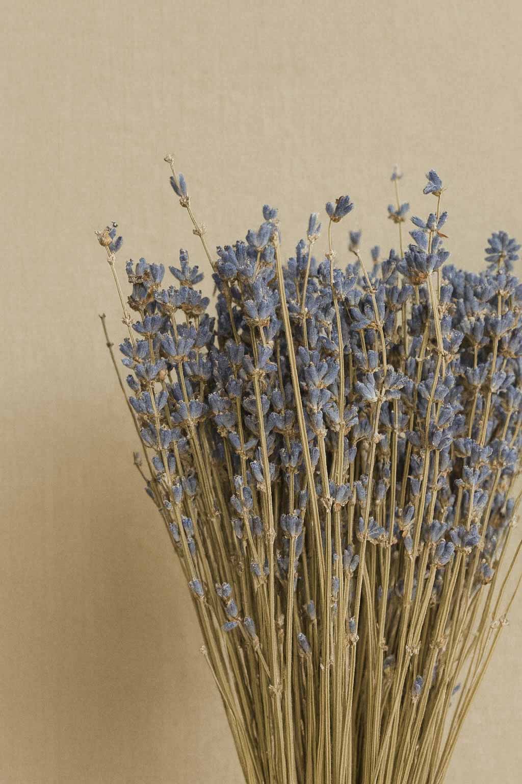 Dried-Lavender-Bunch