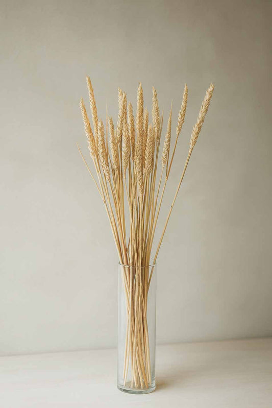 Dried-Tricitum-Wheat-Bunch-natural