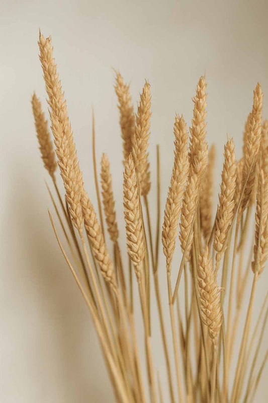 Dried-Tricitum-Wheat-Bunch-natural