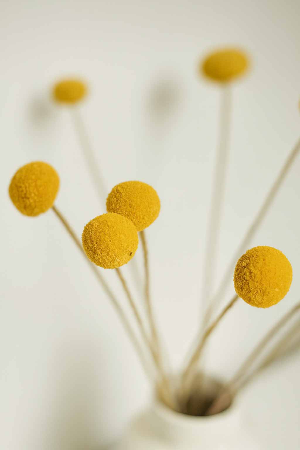 Dried-Billy-Button-Craspedia-Bunch