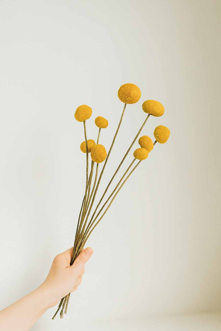 Dried-Billy-Button-Craspedia-Bunch